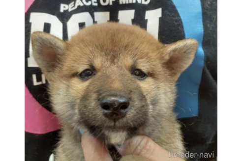 成約済の富山県の柴犬-182891の2枚目